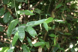 Plancia ëd Olyra latifolia L.