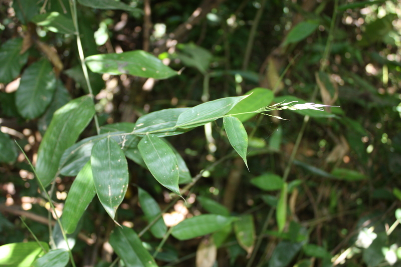 Olyra latifolia L. resmi