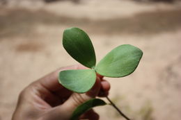 Image of Loeseneriella africana (Willd.) R. Wilczek