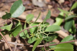 Image of Loeseneriella africana (Willd.) R. Wilczek