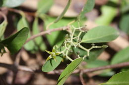 Image of Loeseneriella africana (Willd.) R. Wilczek