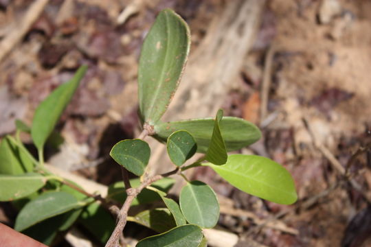 Слика од Loeseneriella africana (Willd.) R. Wilczek