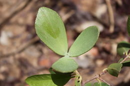 Image of Loeseneriella africana (Willd.) R. Wilczek