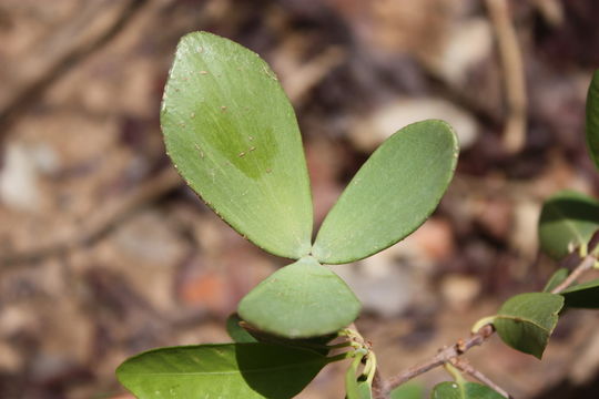 Image de Loeseneriella africana (Willd.) R. Wilczek