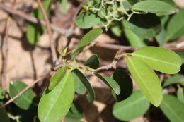 Image of Loeseneriella africana (Willd.) R. Wilczek