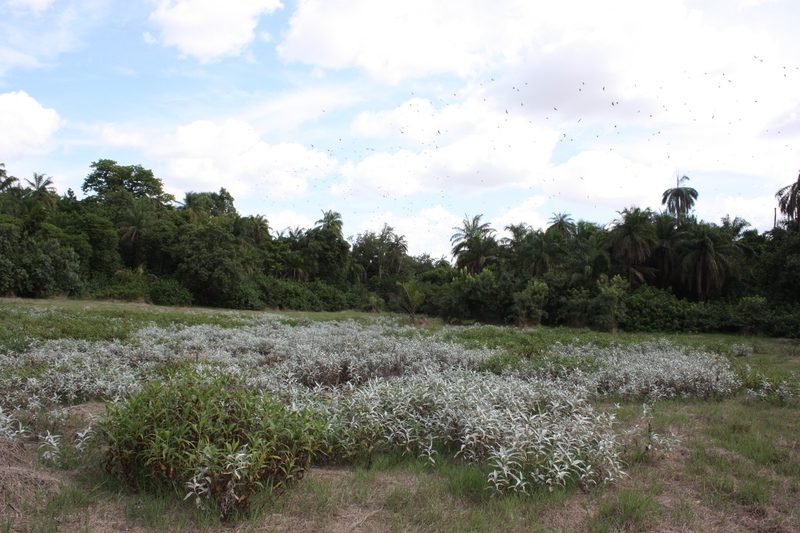 Image of Persicaria senegalensis (Meisn.) Soják