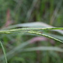 Image of Chasmopodium caudatum (Hack.) Stapf