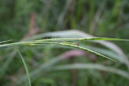 Chasmopodium caudatum (Hack.) Stapf resmi