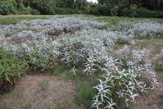 Image of Persicaria senegalensis (Meisn.) Soják