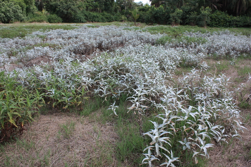 Image of Persicaria senegalensis (Meisn.) Soják