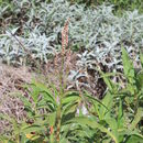 Sivun Persicaria senegalensis (Meisn.) Soják kuva