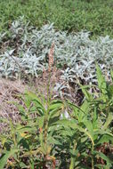 Image of Persicaria senegalensis (Meisn.) Soják