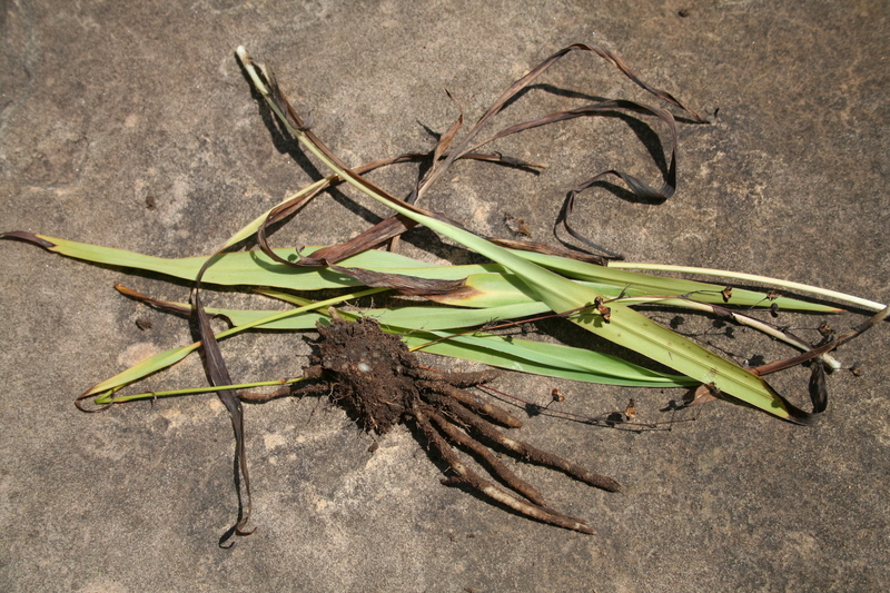 Image of Chlorophytum blepharophyllum Schweinf. ex Baker