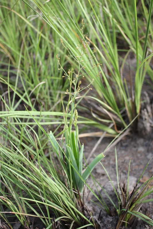 Image of Chlorophytum gallabatense Schweinf. ex Baker