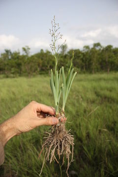 Image of Chlorophytum gallabatense Schweinf. ex Baker