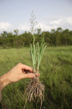 Image of Chlorophytum gallabatense Schweinf. ex Baker