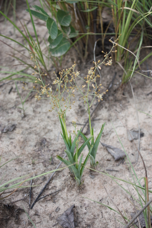 Image of Chlorophytum gallabatense Schweinf. ex Baker