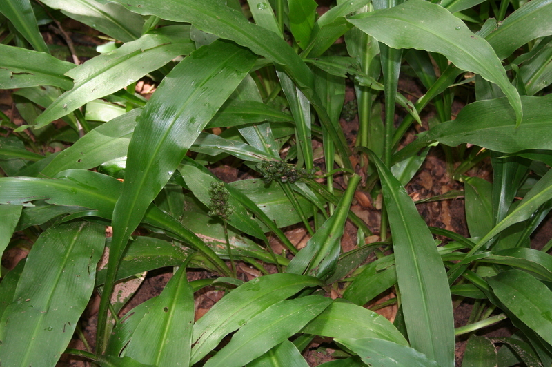 Image of Chlorophytum orchidastrum Lindl.