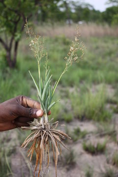 Image of Chlorophytum gallabatense Schweinf. ex Baker