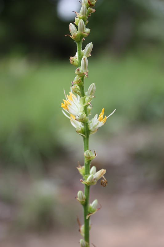 Слика од Chlorophytum immaculatum (Hepper) Nordal