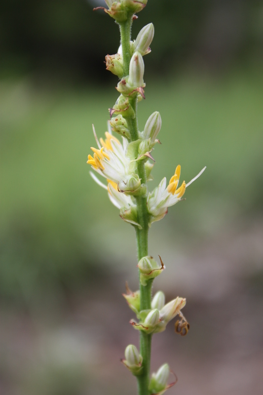 Слика од Chlorophytum immaculatum (Hepper) Nordal