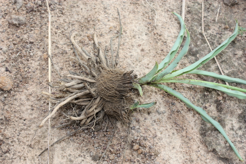 Слика од Chlorophytum immaculatum (Hepper) Nordal