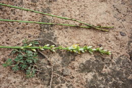 Слика од Chlorophytum immaculatum (Hepper) Nordal