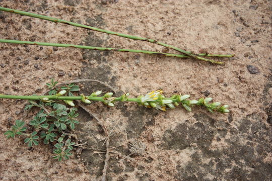 Image of Chlorophytum immaculatum (Hepper) Nordal