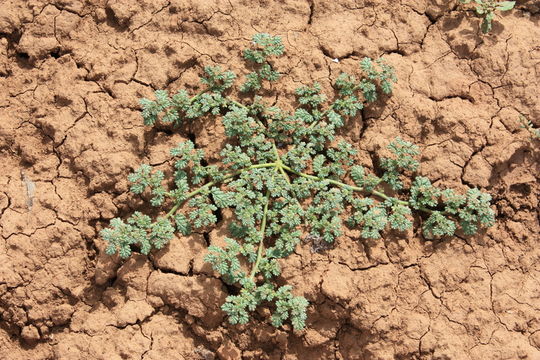 Image de Coldenia procumbens L.