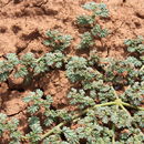 Image of Coldenia procumbens L.