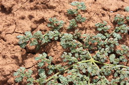 Image de Coldenia procumbens L.