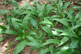 Image of Chlorophytum orchidastrum Lindl.