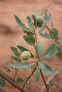 Image of Senegal boscia