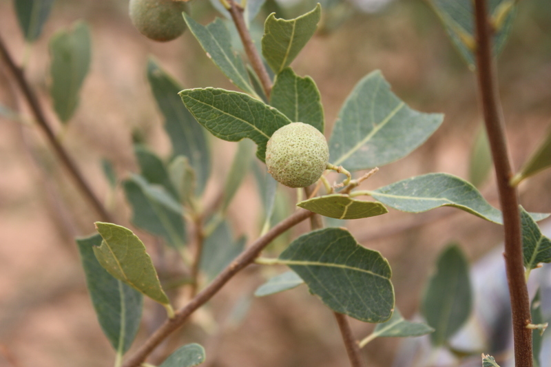 Image of Senegal boscia