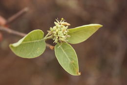 Image of Senegal boscia