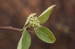 Image of Senegal boscia