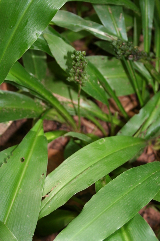 Image of Chlorophytum orchidastrum Lindl.