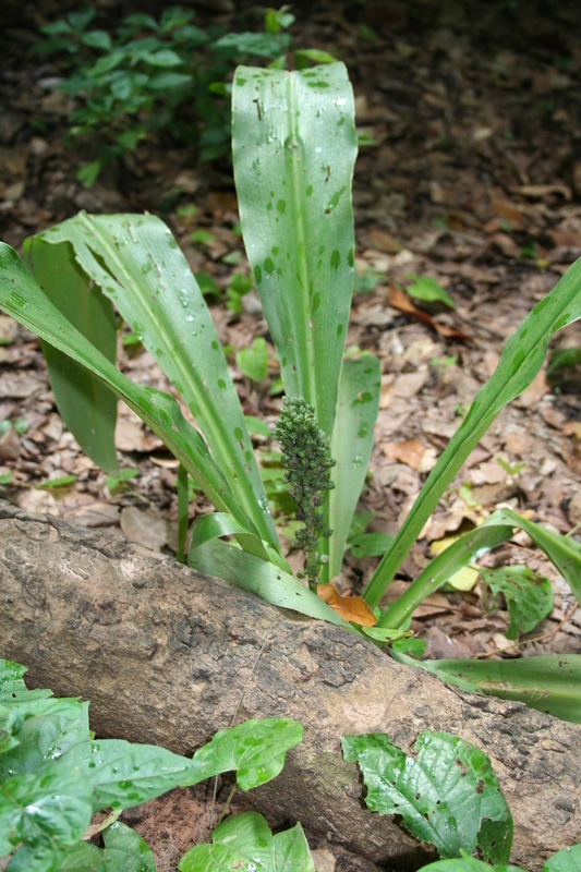 Image of Chlorophytum orchidastrum Lindl.