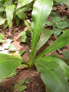 Image of Chlorophytum orchidastrum Lindl.