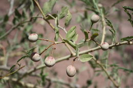 Image of Capparis sepiaria L.