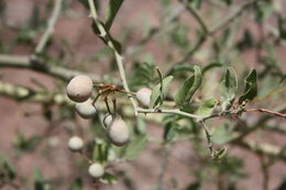 Image de Capparis sepiaria L.