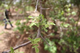 Imagem de Commiphora africana (Rich.) Engl.