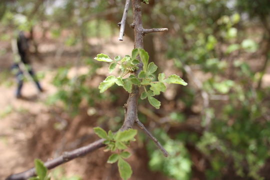 Imagem de Commiphora africana (Rich.) Engl.