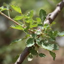 Sivun Commiphora africana (Rich.) Engl. kuva