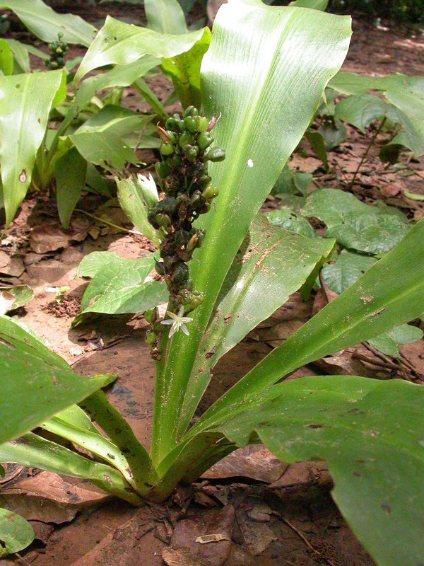 Image of Chlorophytum orchidastrum Lindl.