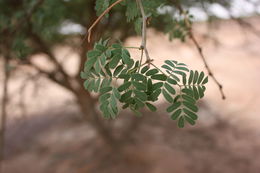 Image of Black-hooked thorn