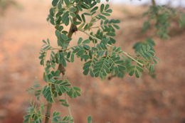 Image of Black-hooked thorn