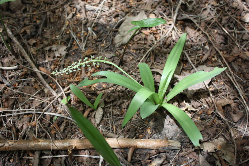 Слика од Ledebouria sudanica (A. Chev.) Burg