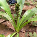 Image of Chlorophytum orchidastrum Lindl.