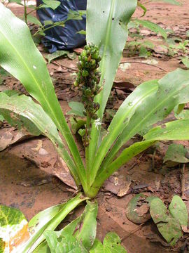 Image of Chlorophytum orchidastrum Lindl.